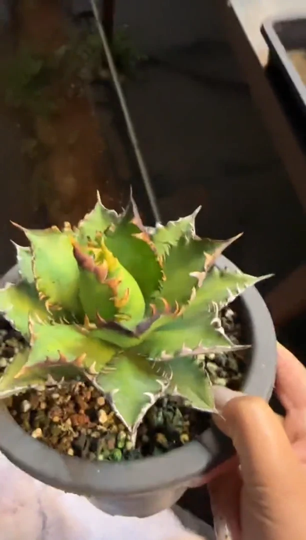 【闪购商品】红猫仁王冠龙舌兰