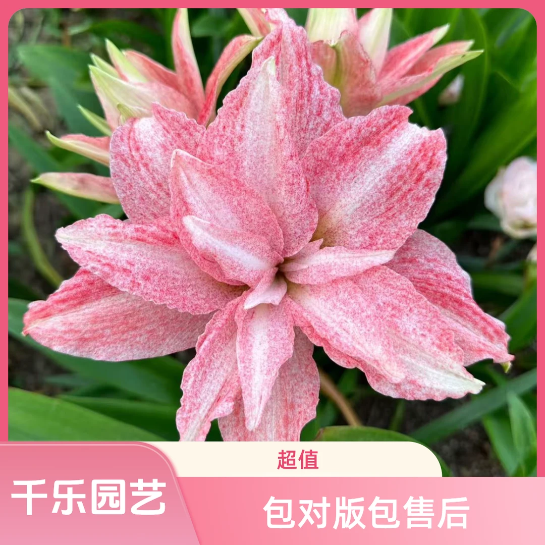 【气质美女】台朱重瓣原生朱顶红种球室内外盆栽花卉种植