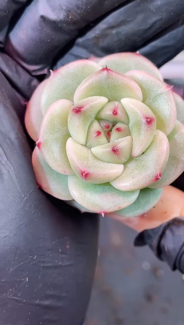 闪购2387 翡冷翠多肉一颗   4厘米