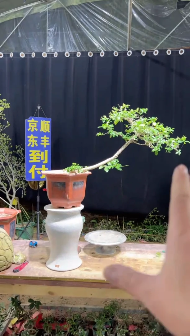 当前无花栽培后可以开花D****n海岛栀子花