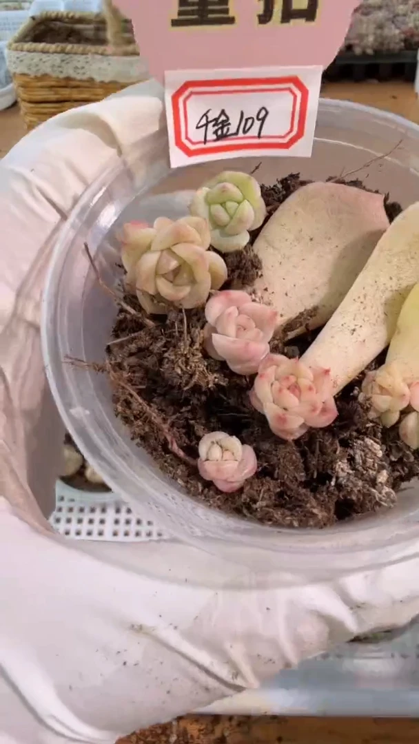 千金109小圆盒1盒 5颗量拍多肉植物