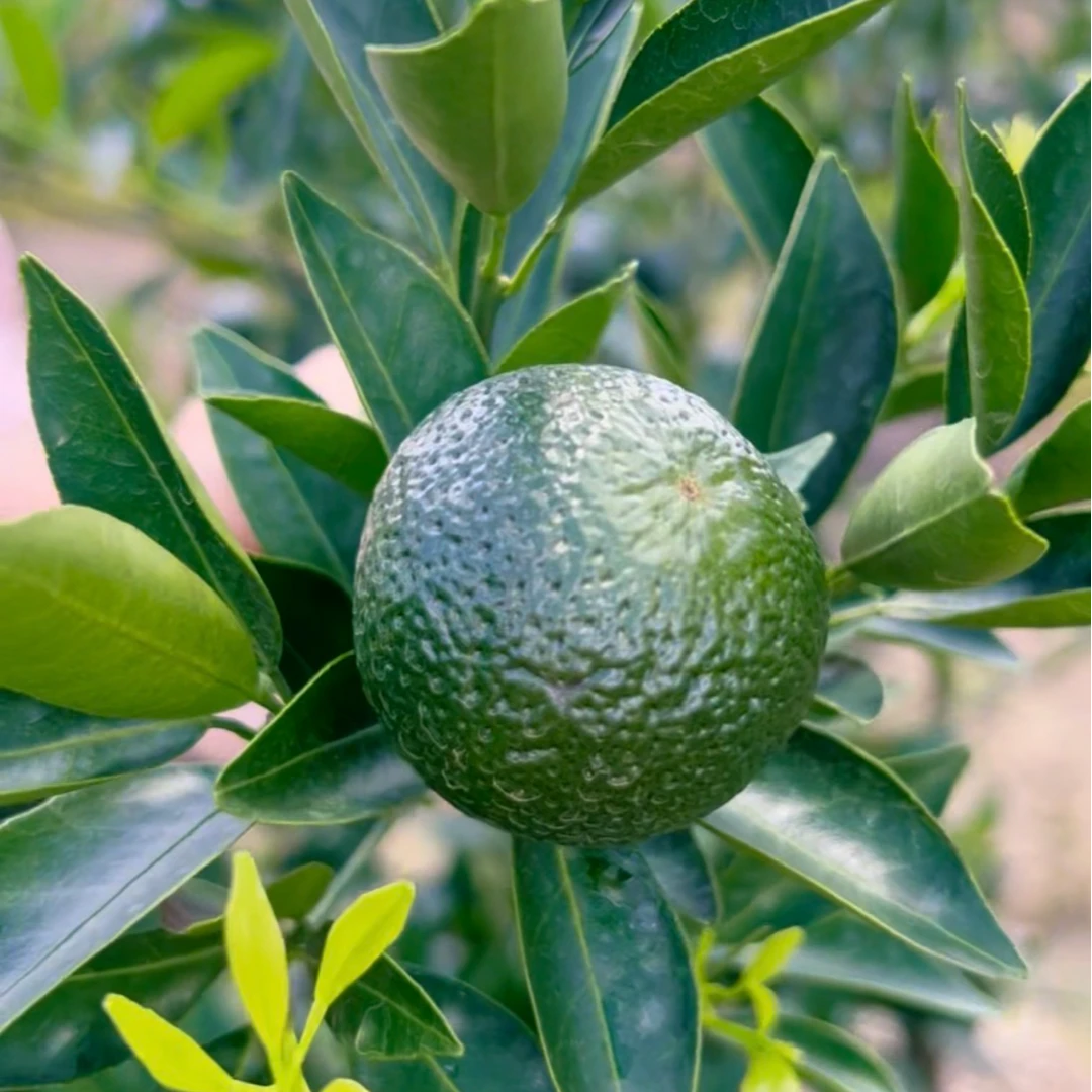 正宗新会梅江小青柑鲜果新鲜现摘现发【顺丰包邮