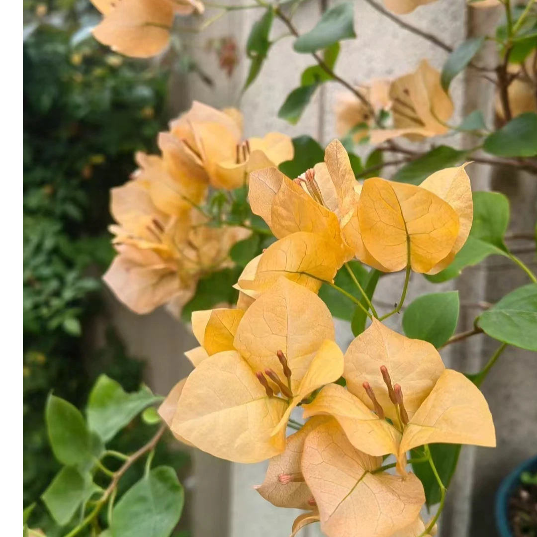 金色光辉三角梅袋苗 包对版