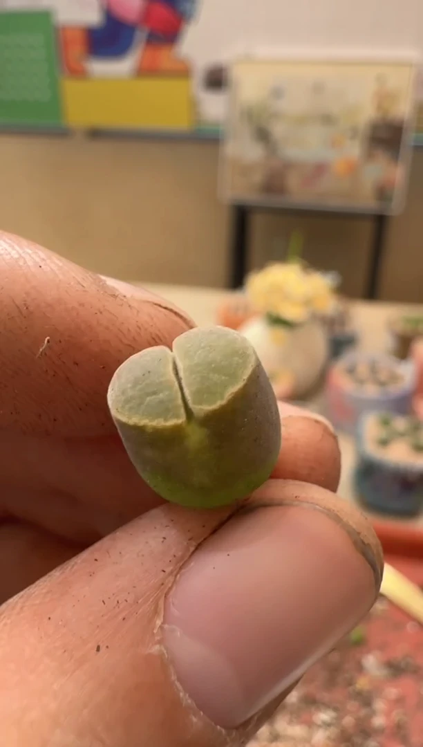 多肉植物肉锥22-83