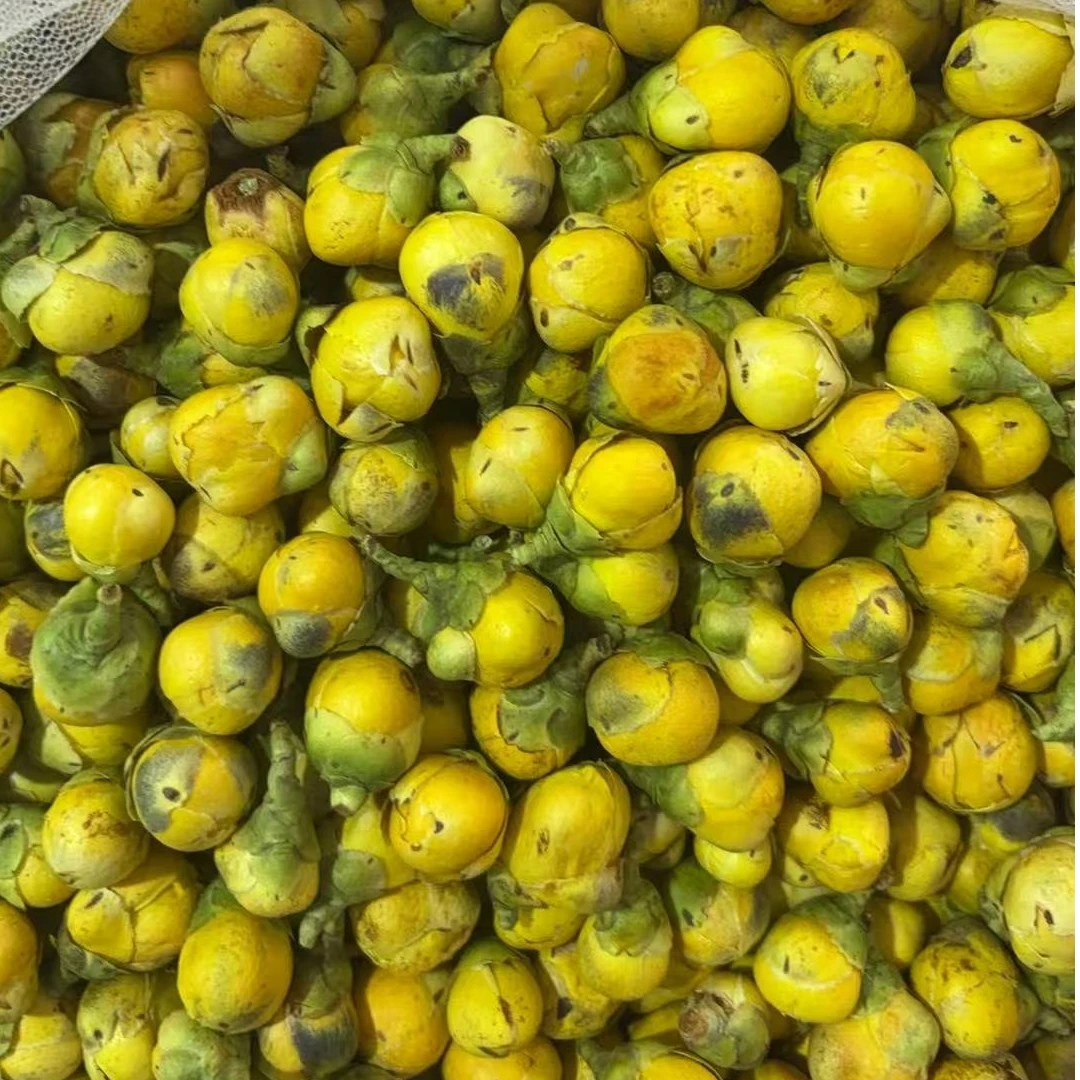 广西防城港金花茶-小叶收茶-鲜采冻干金花肥厚饱满