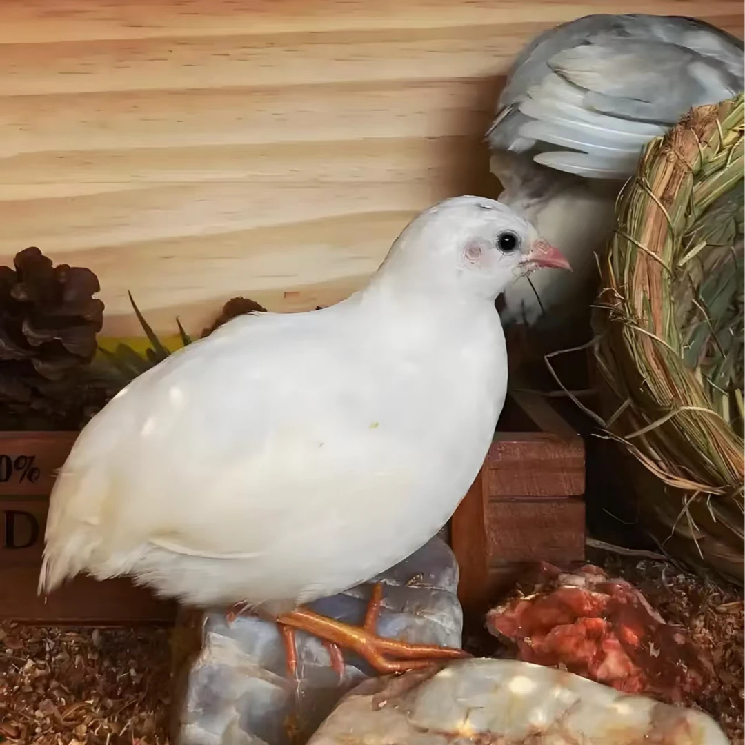 宠物鸡芦丁鸡活体白来航