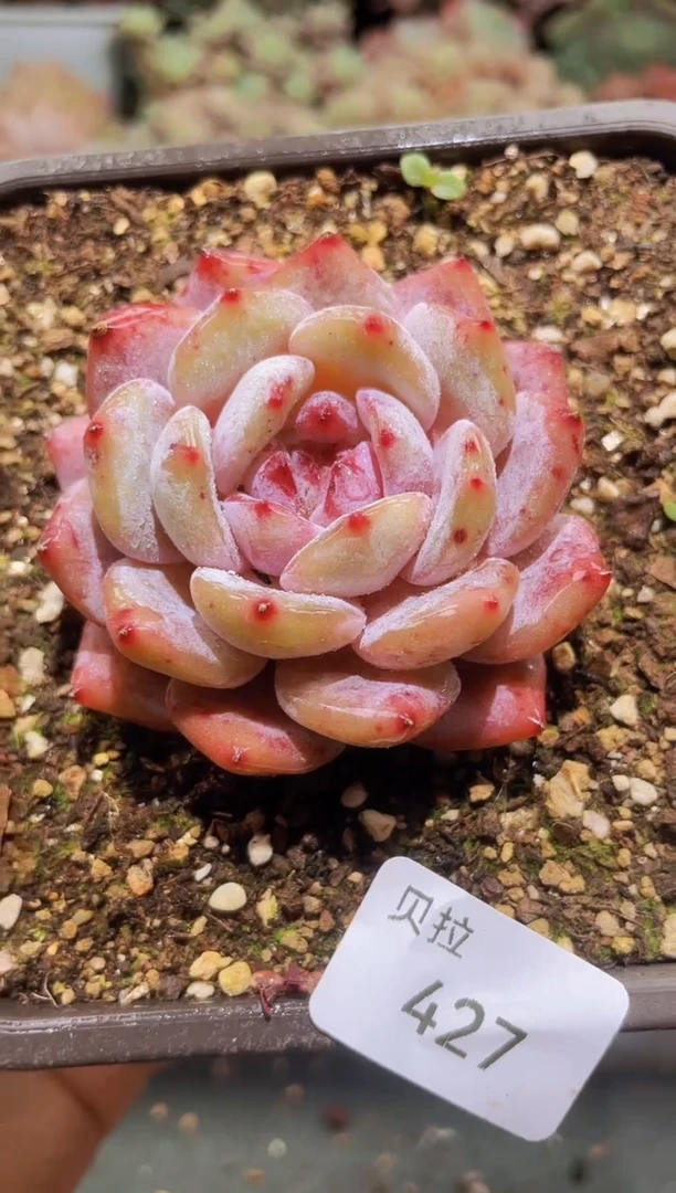 【闪购商品】427橙子