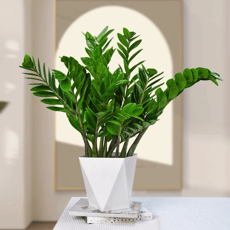 金钱树60-70cm盆栽大型绿植办公室内大颗金钱树四季好养乔迁