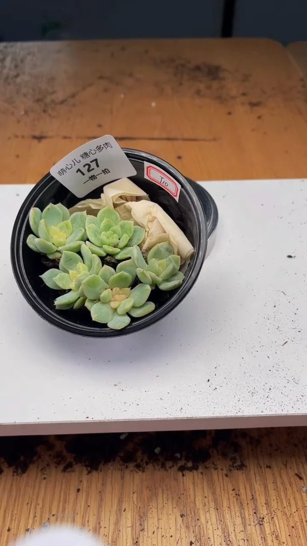 127多肉植物多肉植物