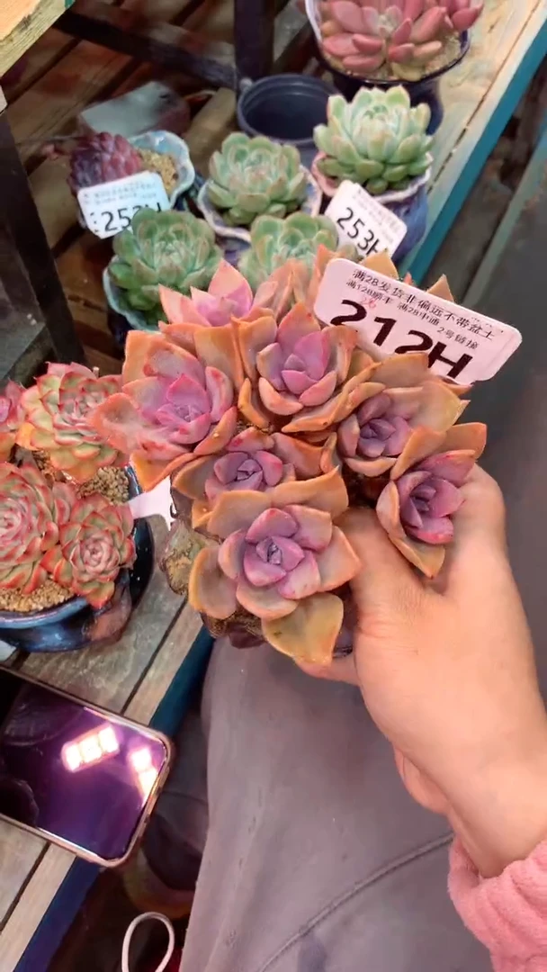 212H（一物一拍实付满28发货，默认不带盆土）