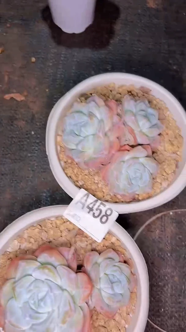 ?*花A458冰玉一物一拍