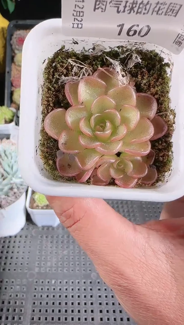 1202-160近藤多肉群生不包整