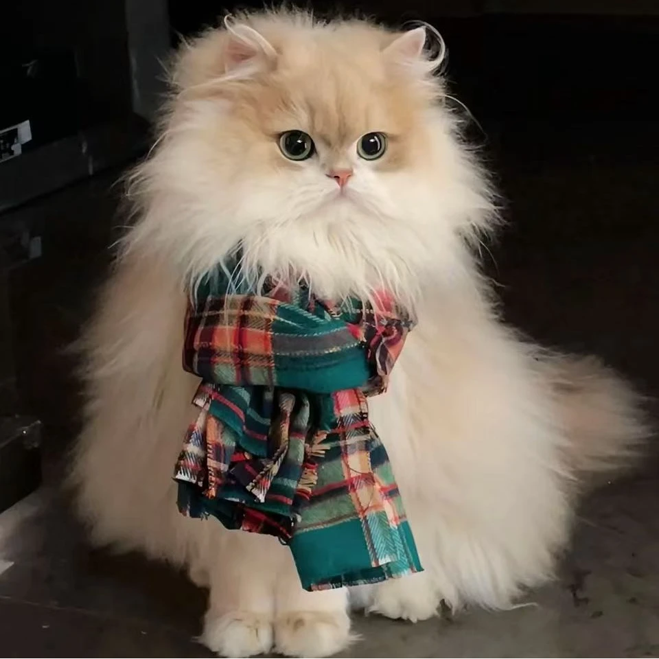 【梅梅家的猫】猫咪活体