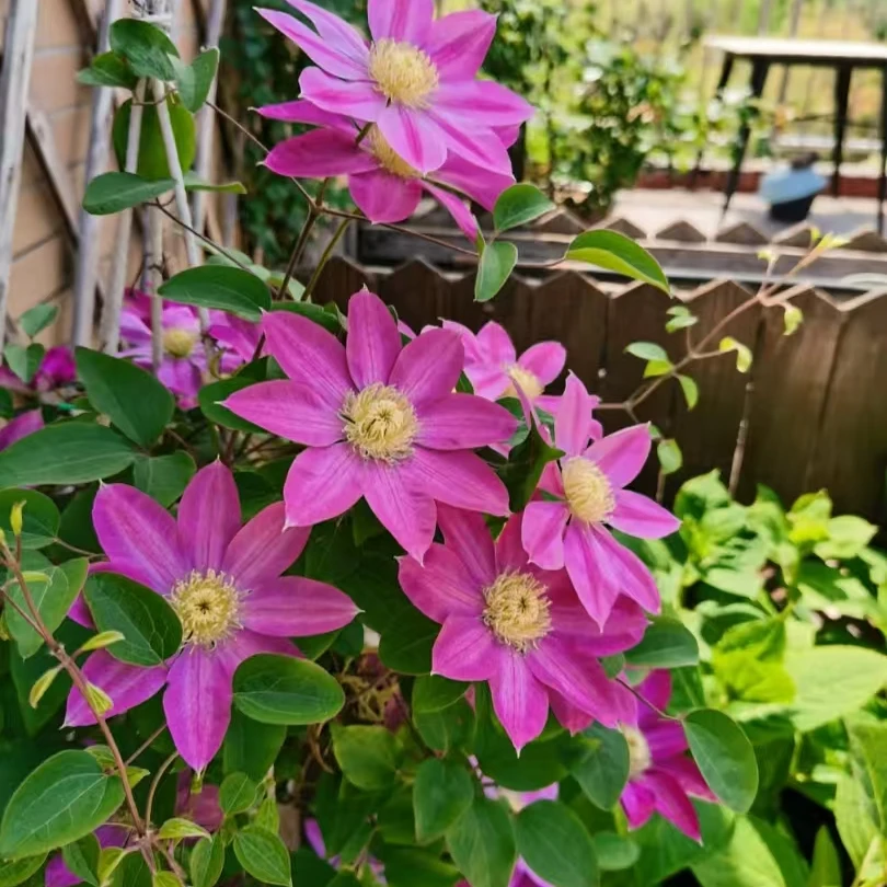 铁线莲  粉香滨 早花组 南北方花卉耐寒耐热种植