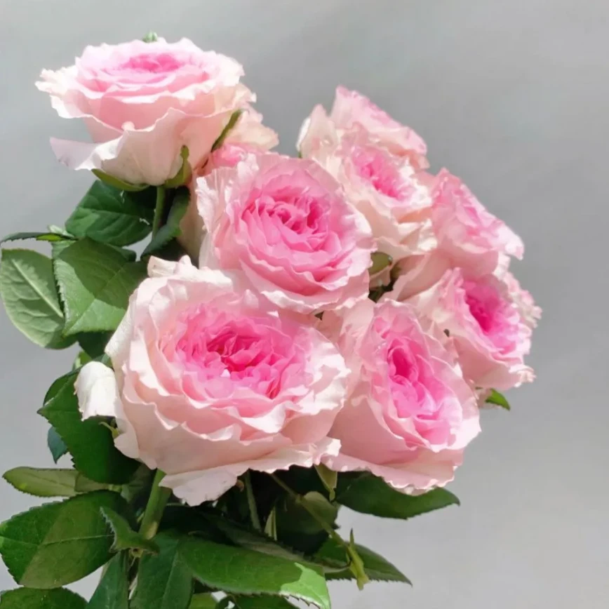 【一只狗花卉精选】云南鲜花基地直发A级洛神玫瑰情人节礼物