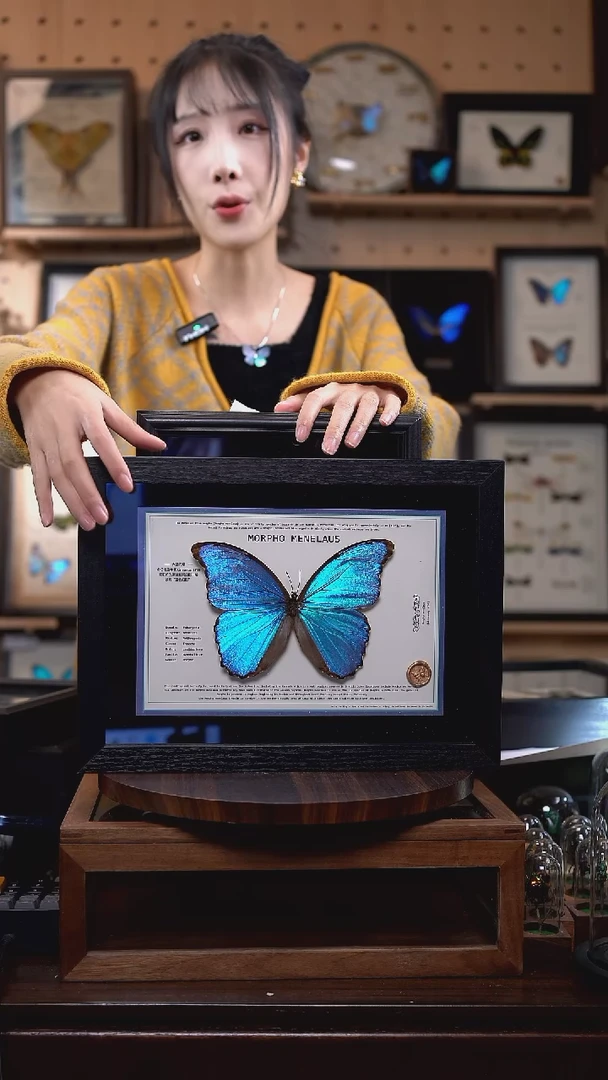 大蓝闪蝶新版本A4横版（带证书）