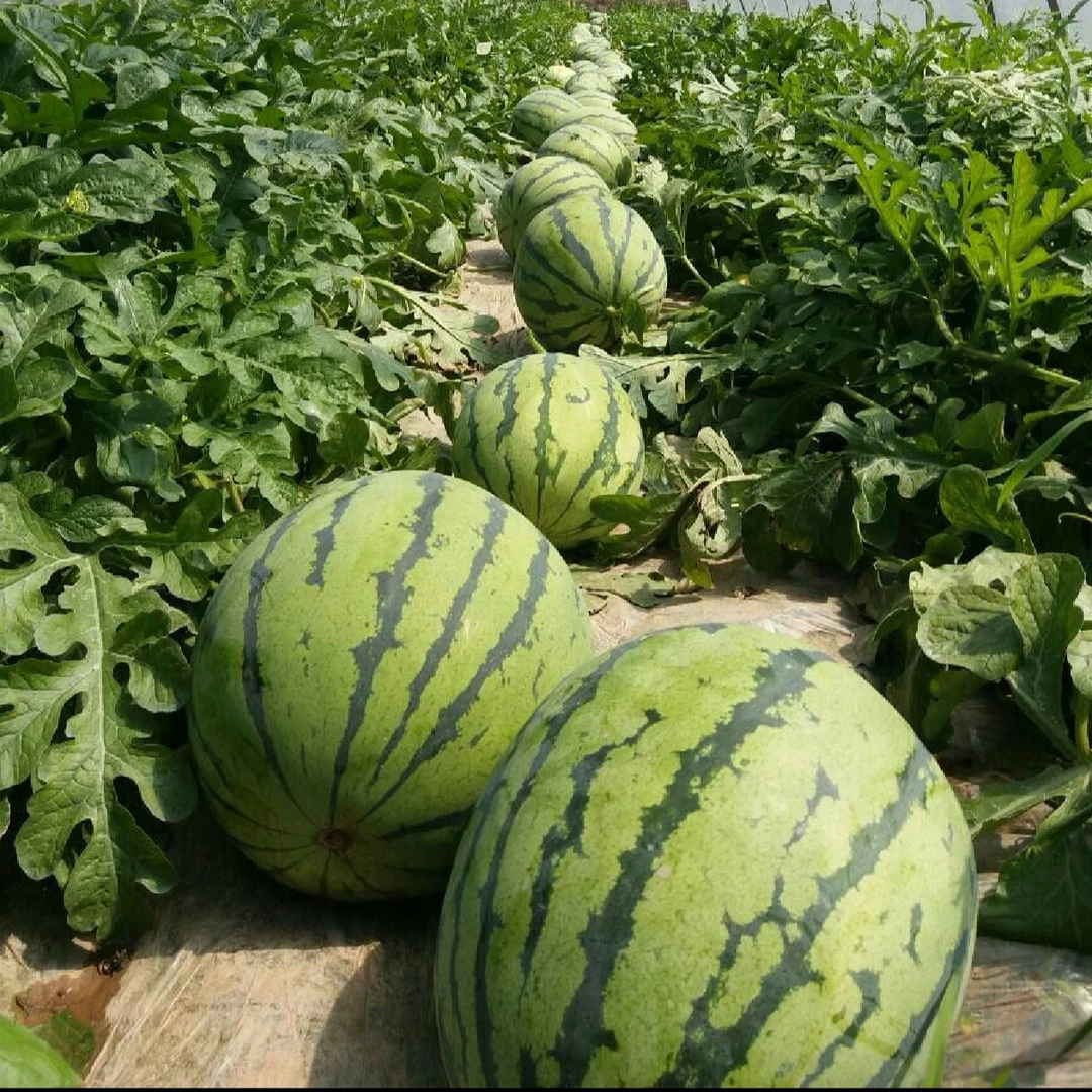 【种果果】有籽冰糖脆甜王西瓜脆甜新鲜采摘皮薄精品大果9-11斤