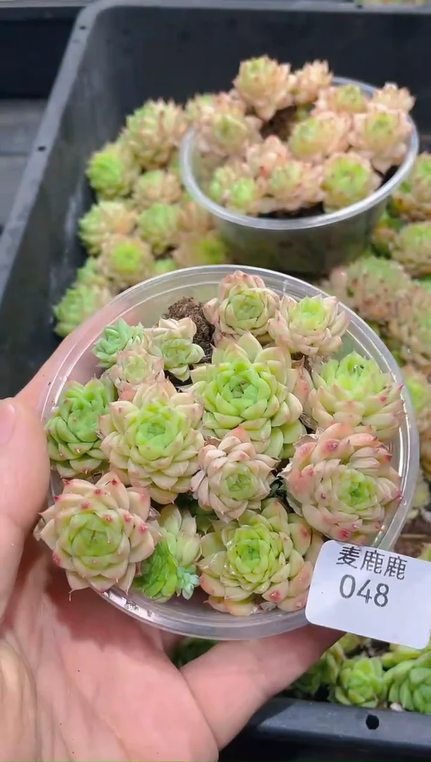 048粉晶晶麦秆     量拍