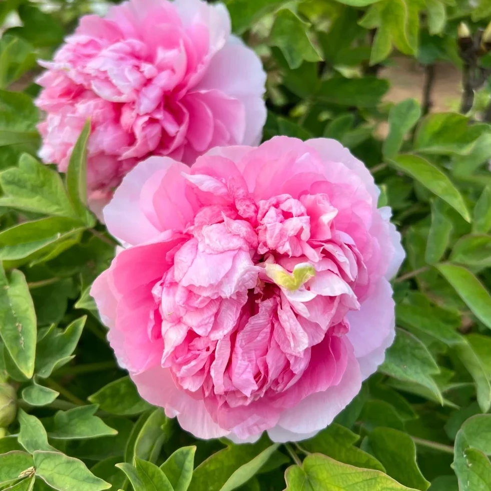 牡丹-贵妃插翠 6枝条以上 菏泽赵楼村发货 盆栽花苗绿植景观