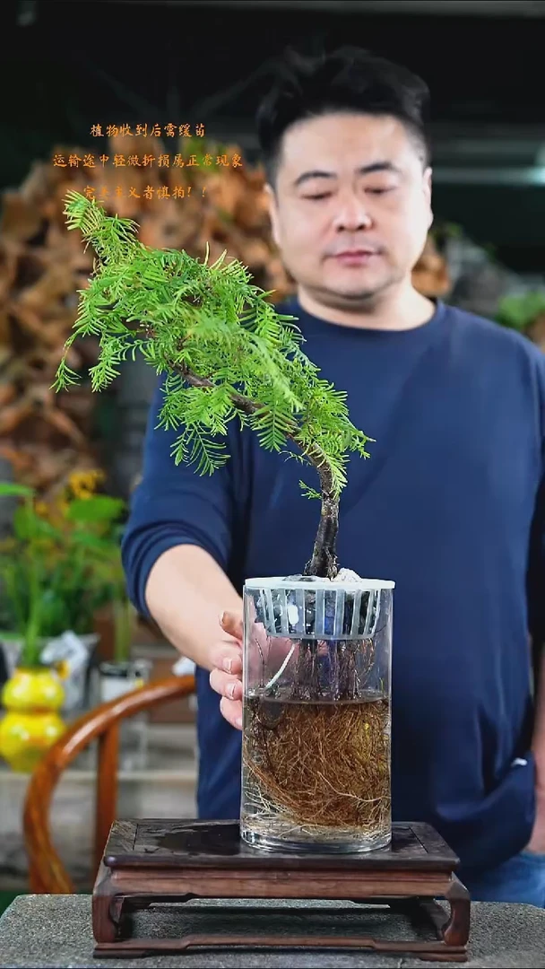 完全开放水杉305+