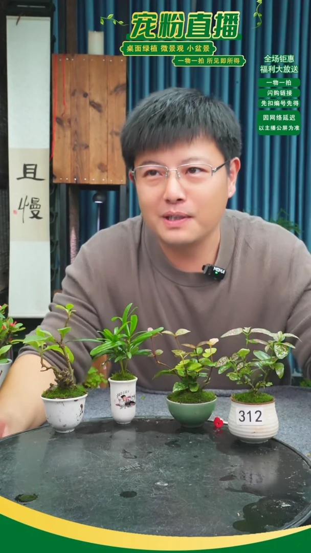 无花朵幸*儿苔藓微景观312号