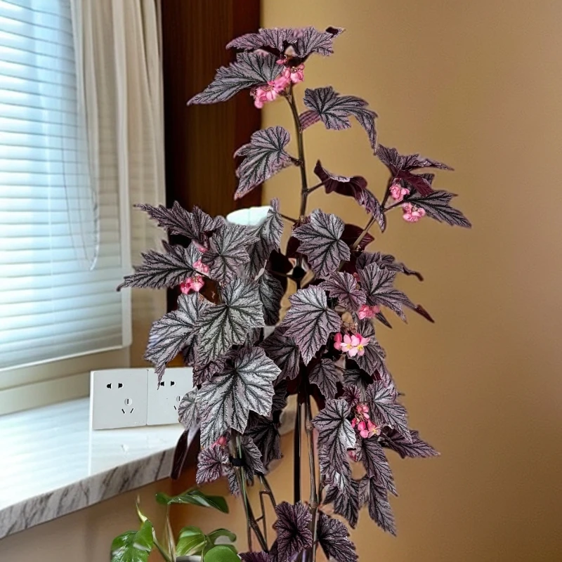 粉红豹，阿修罗，貂ins风网红绿植盆栽室内阳欧式植物花卉