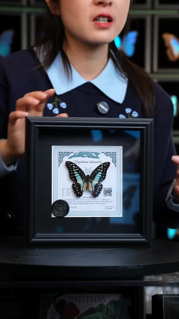 碎斑青凤蝶盲盒版