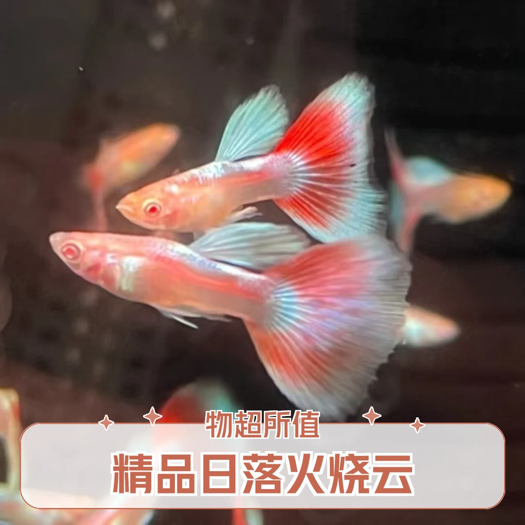 精品日落火烧云孔雀鱼 钻石彩虹观赏鱼 白云金丝孕母适合新手