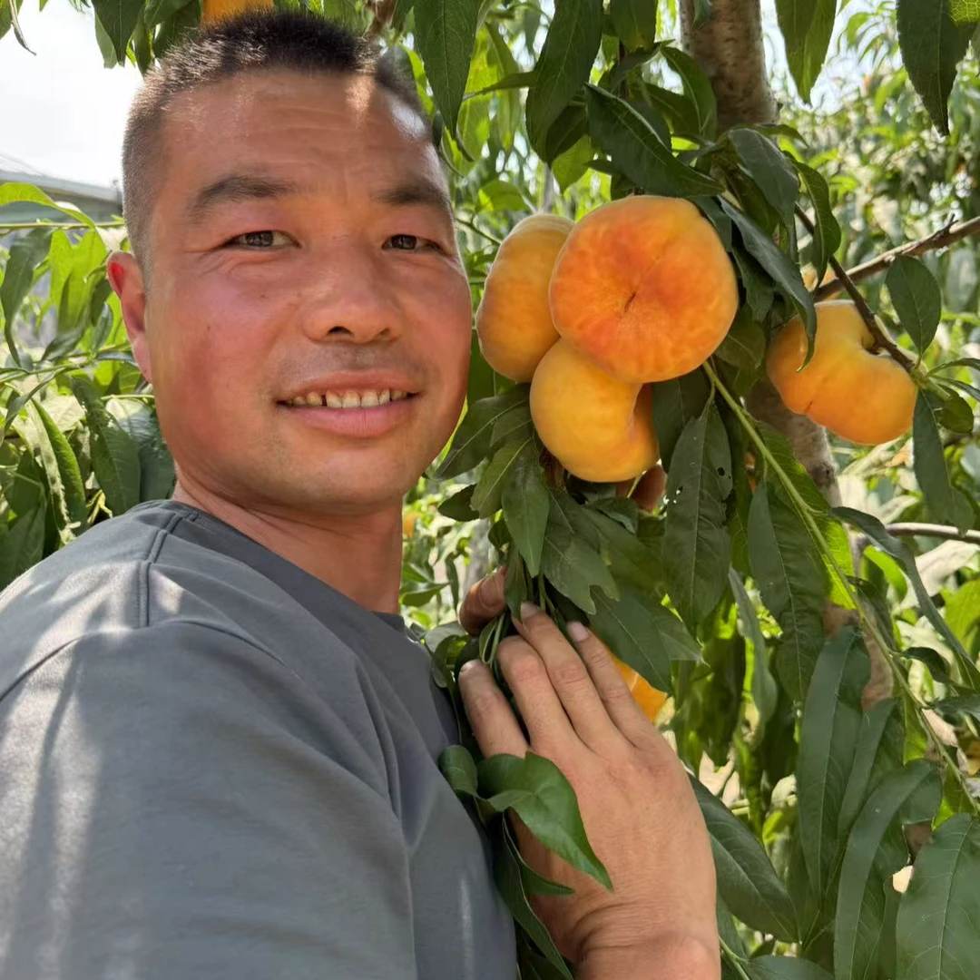 金蟠99桃苗（徐州地区6月上旬成熟）一年苗果树苗12月发苗