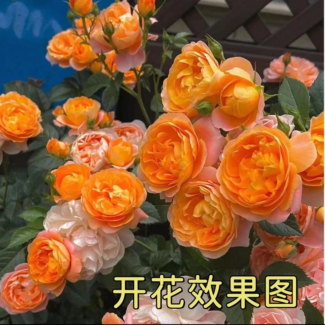 曼【果汁阳台】＋【红丝绒】阳台庭院栽种可盆栽多季节开花