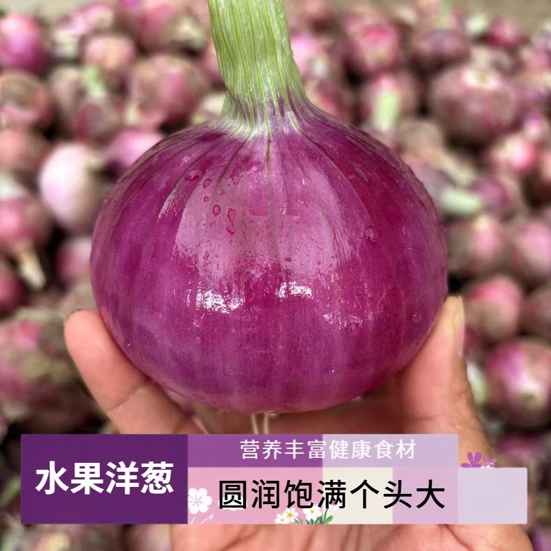 【净重9斤】水果洋葱开封洋葱新鲜蔬菜紫皮洋葱红皮洋葱新洋葱5斤