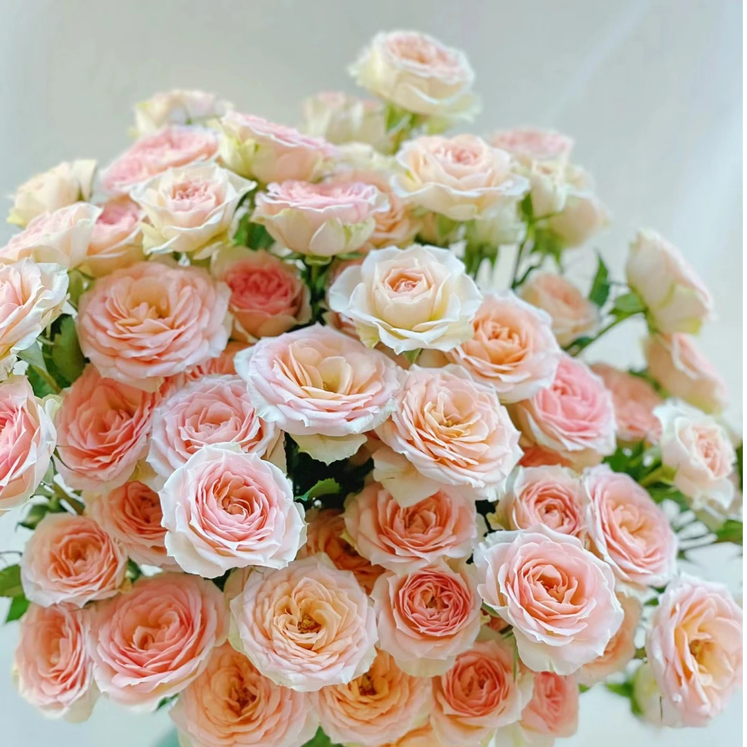 双A级桑赛尔多头玫瑰-家养鲜花-云南基地直发-任意两单包邮