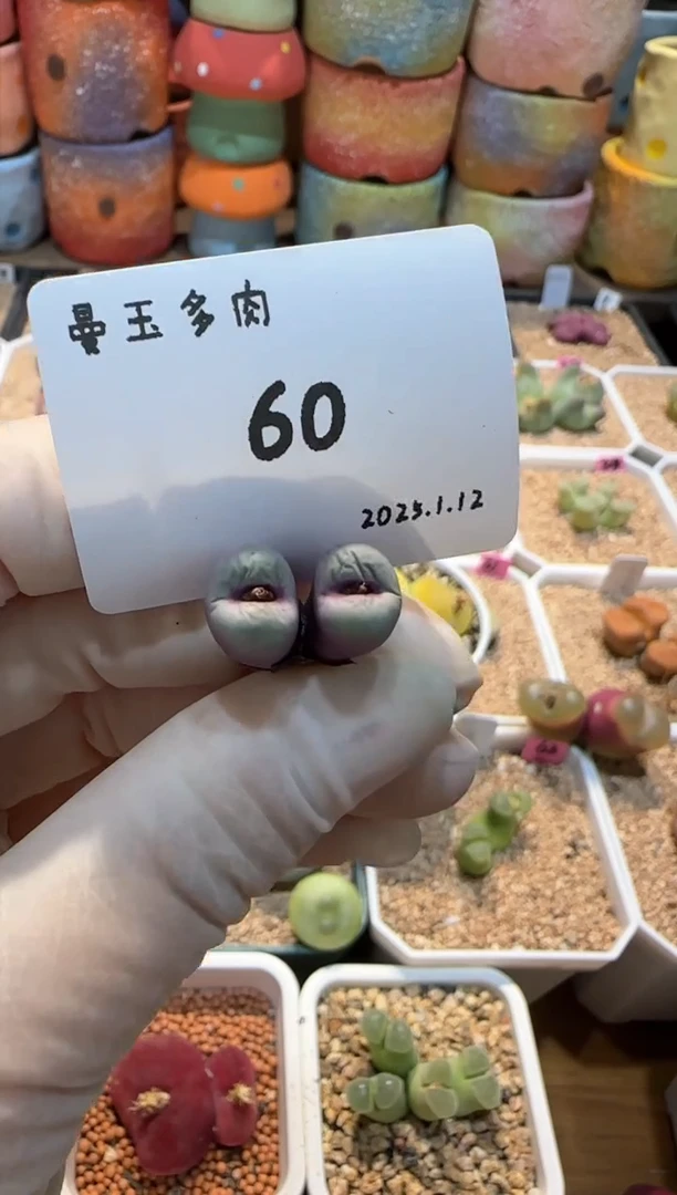 【闪购商品】25.1.12-60