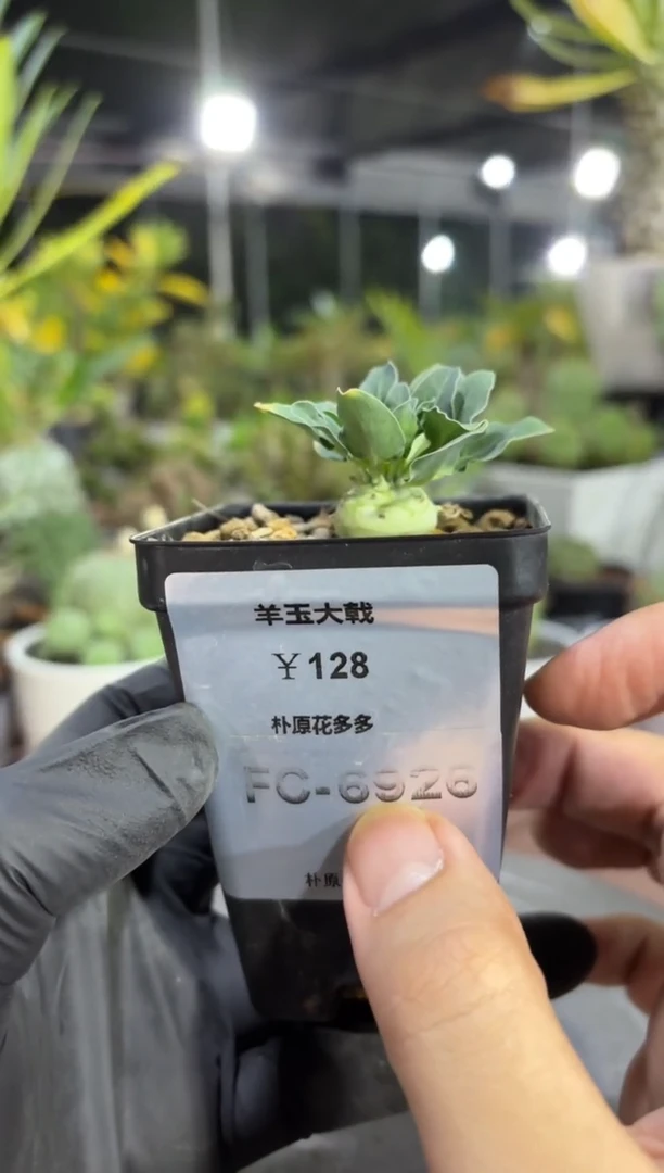 羊玉大戟FC-6926
