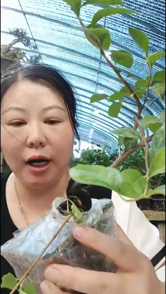 无花朵春**坤老鸦柿