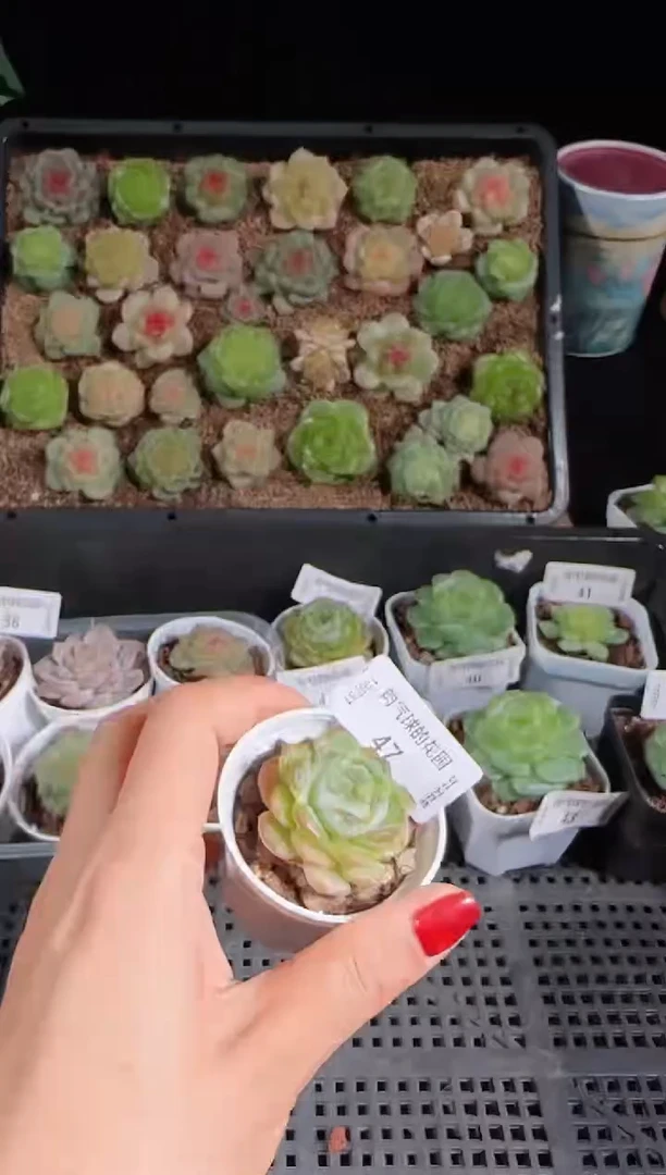 1031-47宝玉   珍妮