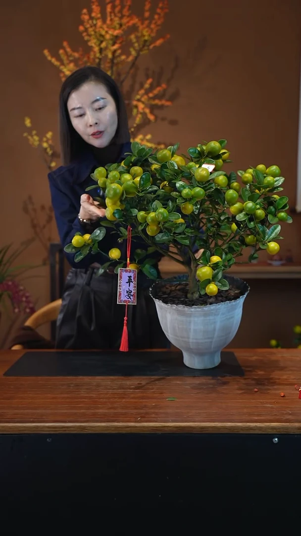 全部花朵金蛋金桔白盆盆景盆景盆景