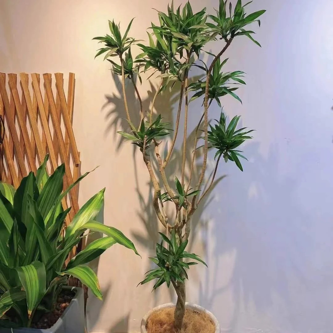 【直播间一物一拍专属链接】北欧风室内绿植盆栽绿植好养耐活