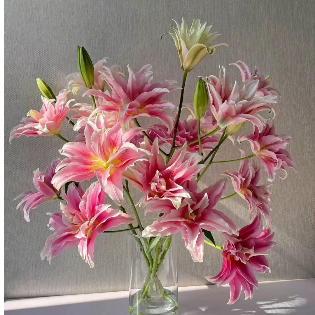 【埃琳娜重瓣百合】品种花苞小介意勿拍基地直发现采现发顺丰包邮