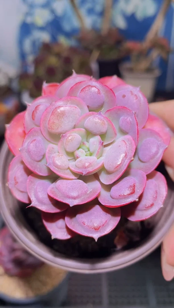 【闪购商品】759雨滴多肉