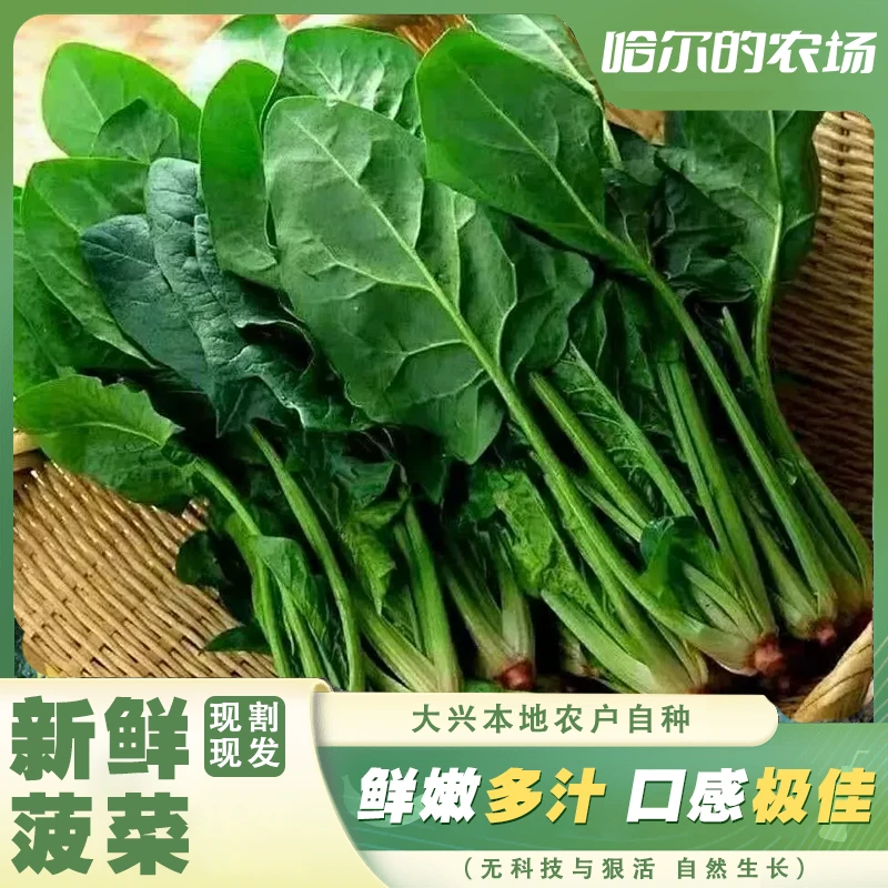 【本地农户种植】菠菜1500g绿色蔬菜菠菜