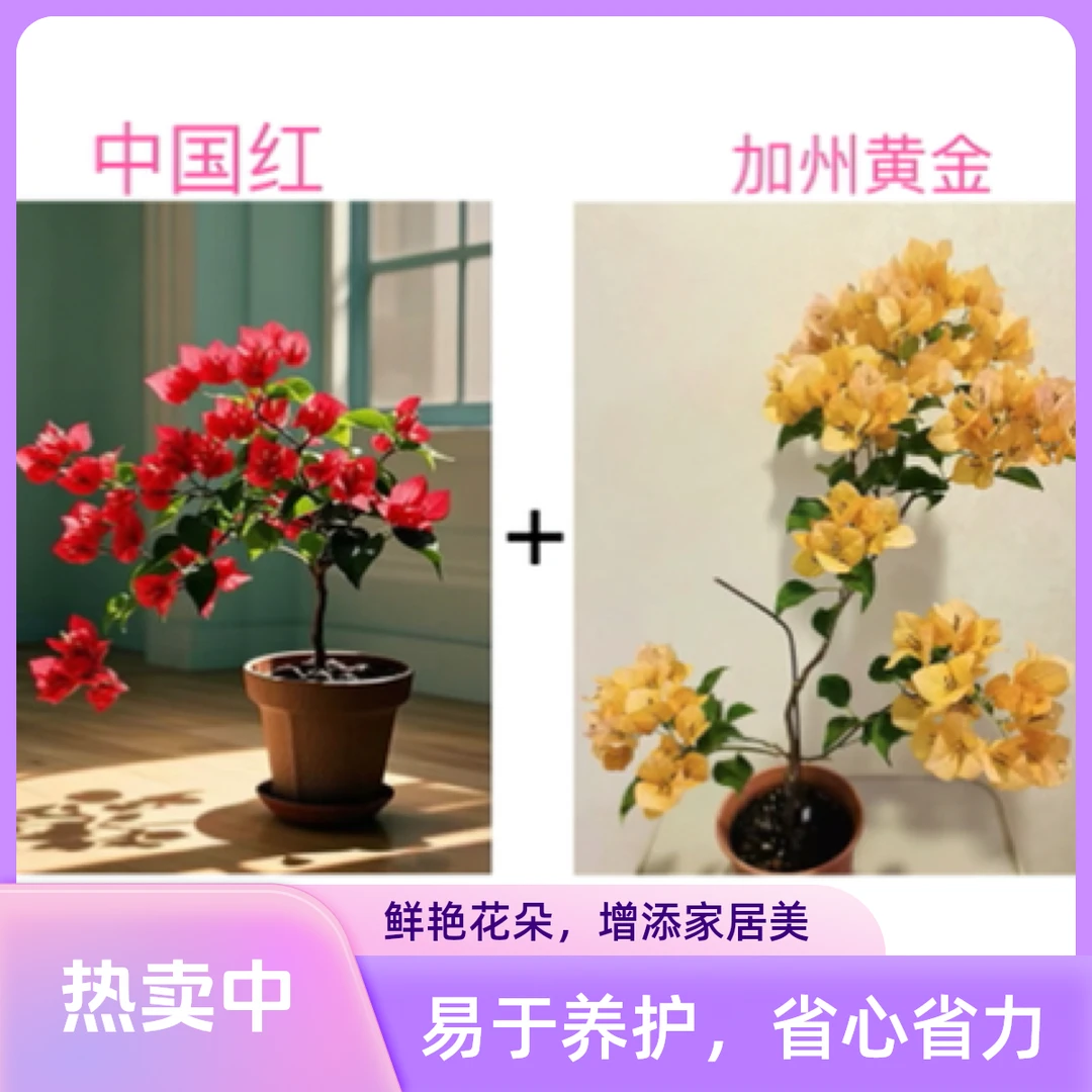 （中国红+加州黄金）爆款组合到手2棵三角梅基地直邮不带花不带盆