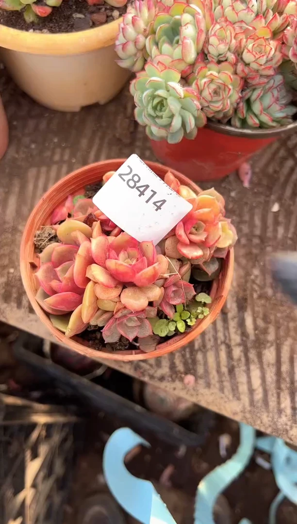 鹏多肉植物一物一拍28414