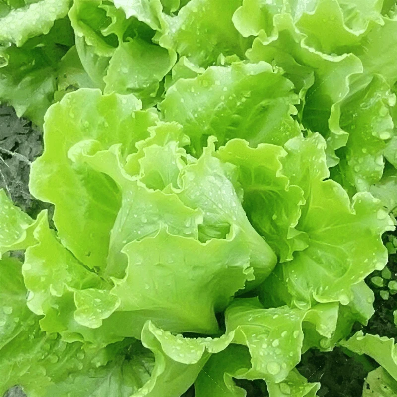 奶油生菜种子意大利生菜种子四季播奶油玻璃生菜籽阳台庭院蔬菜孑