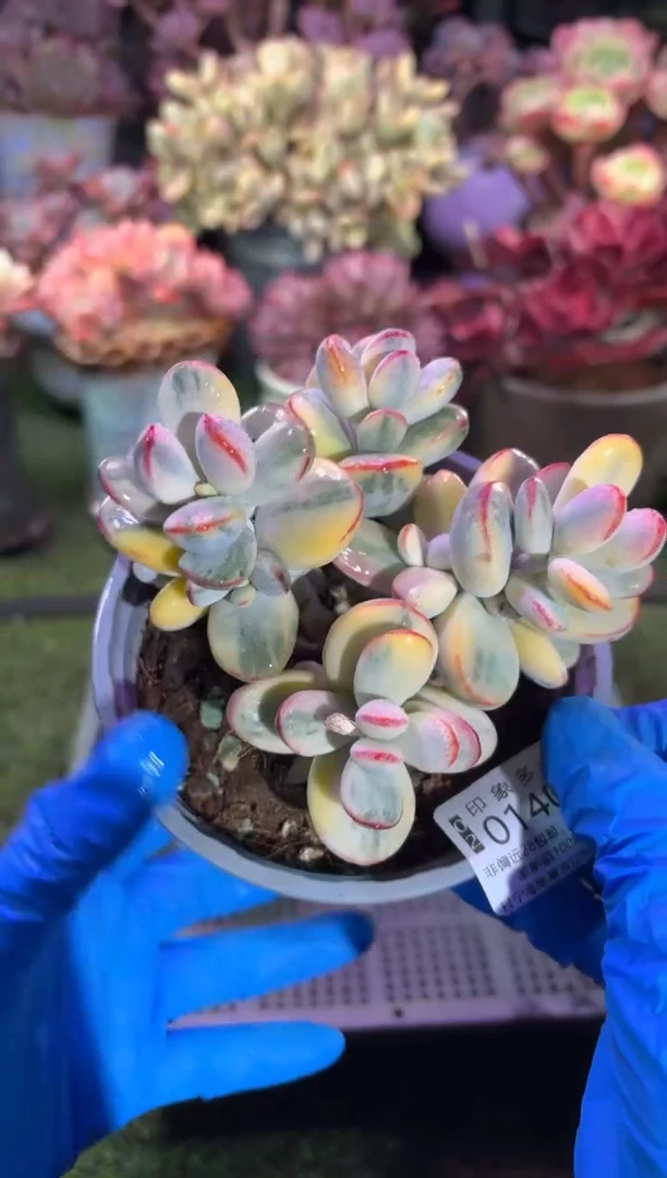 【闪购商品】01407