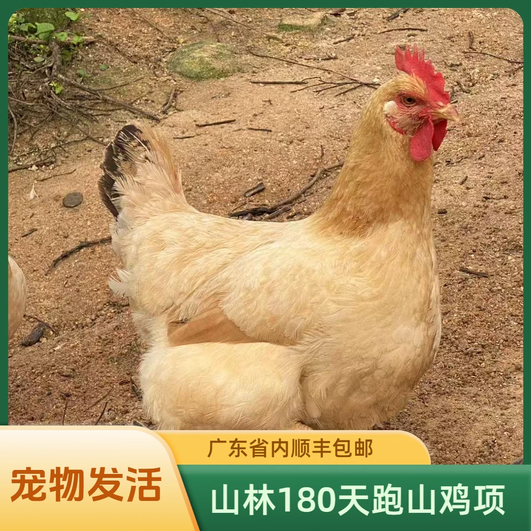 广东活发 封开土鸡（鸡项）山林散养180天跑山鸡母鸡 顺丰包邮
