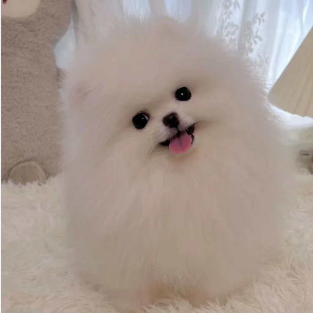 一菲家鑫彤宠物博美比熊幼体温顺友好快乐小狗奔向你的摇粒绒