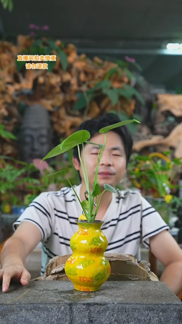 当前无花栽培后可以开花龟背黄色葫芦242T