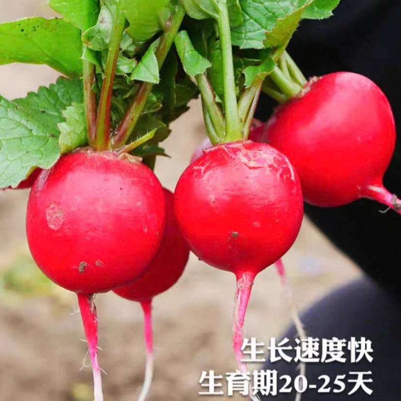 樱桃小萝卜种子速生四季高产庭院阳台盆栽蔬菜种子（全场满20包邮）