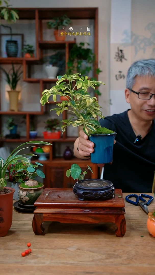 不开花植物鸭脚木169